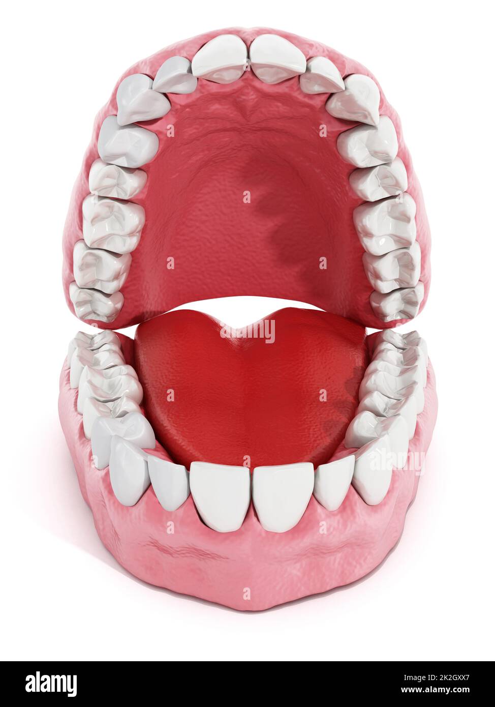 Künstliche Zähne und Lungenmodell. 3D Abbildung. Stockfoto