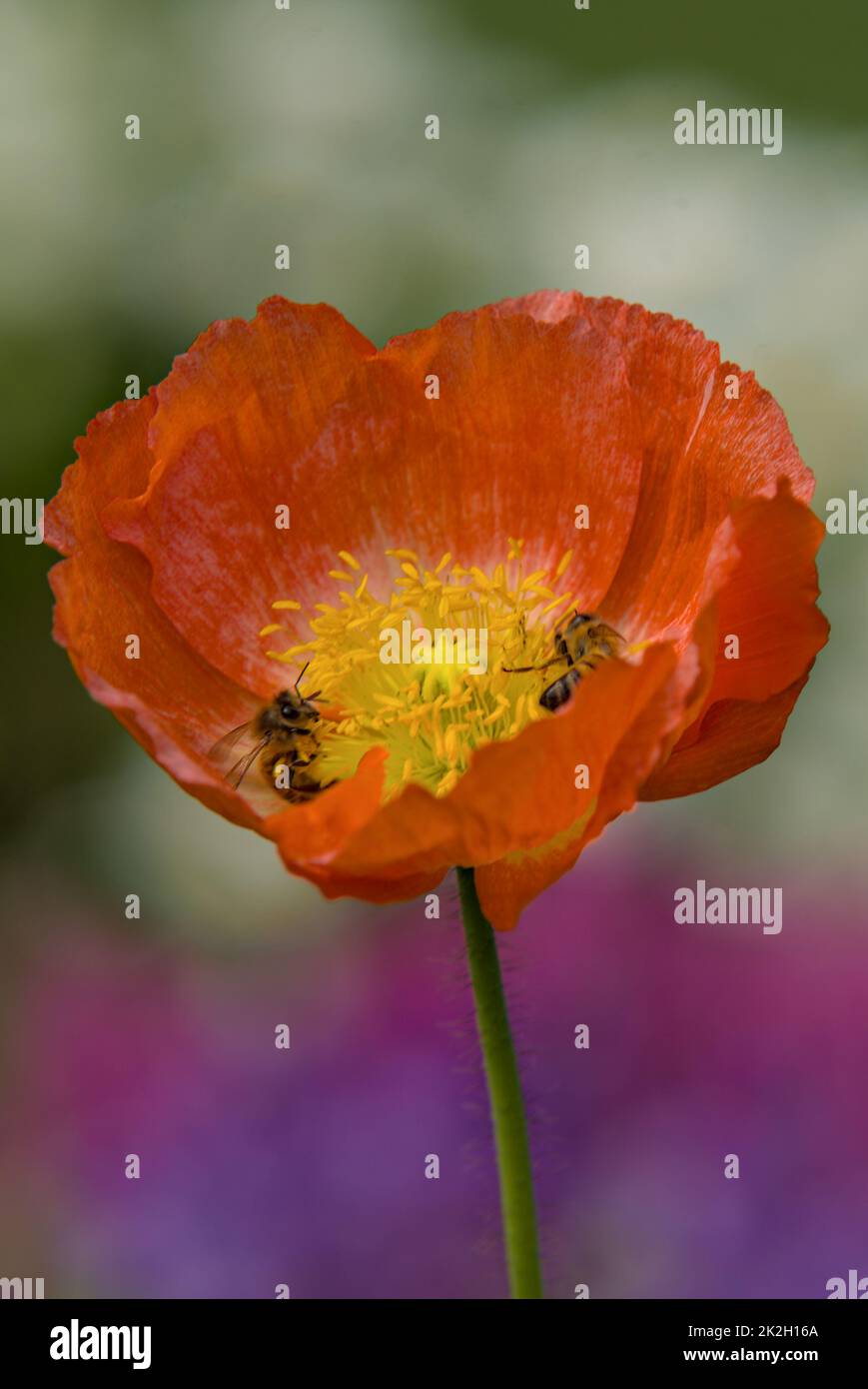 Honigbienen sammeln Pollen auf einer roten Blume Stockfoto