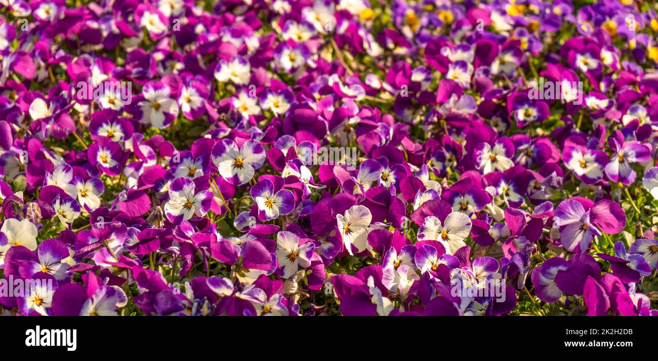 Gehörnte Schwanzblumen Stockfoto