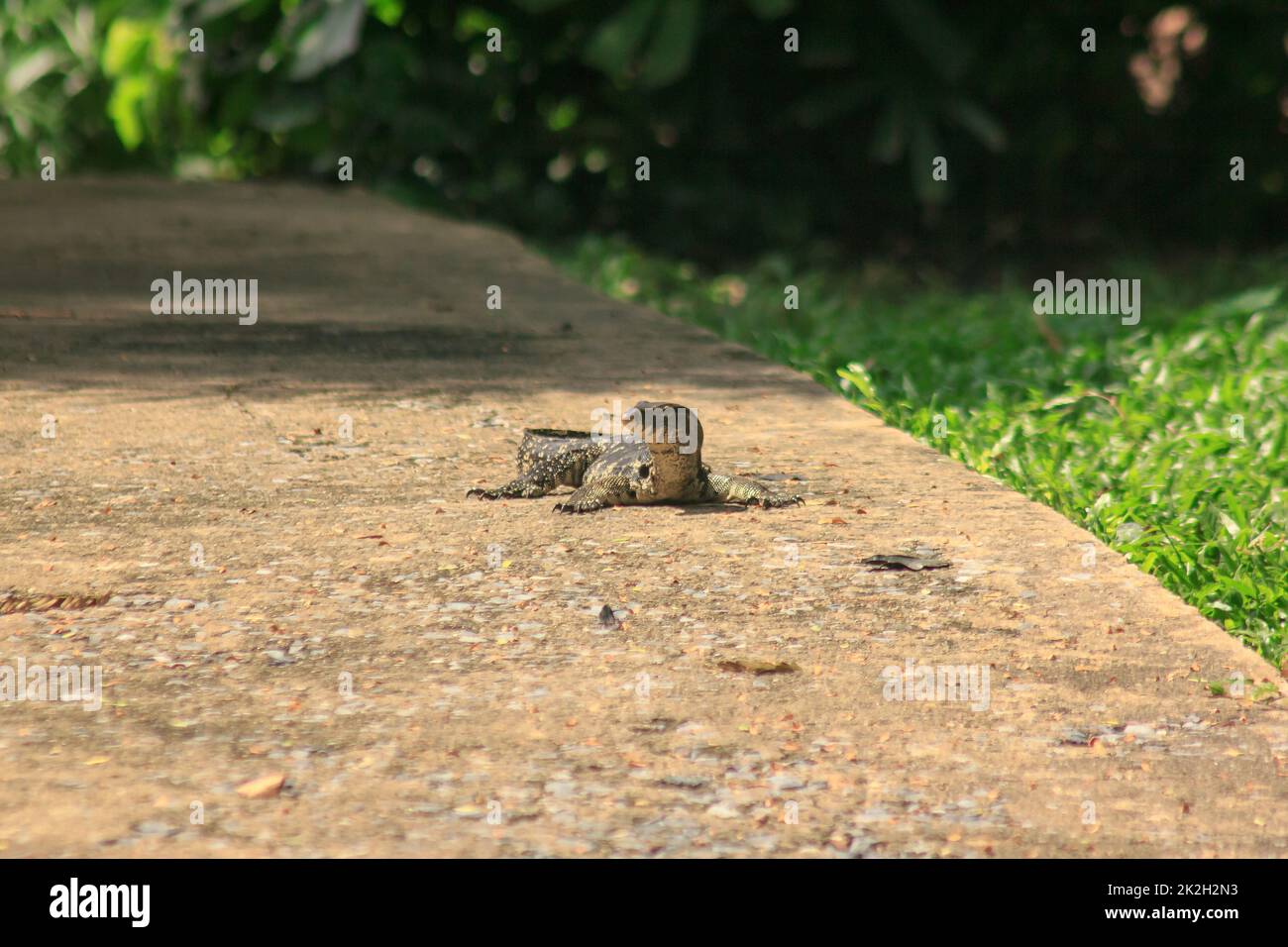 Varanus-Salvator, der auf dem Boden läuft. Ist ein Reptil in Südostasien Stockfoto