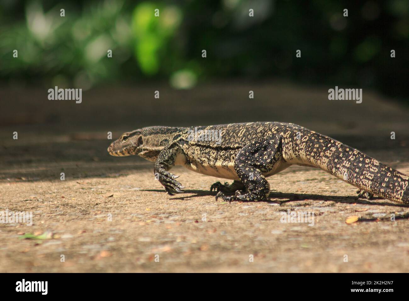 Varanus-Salvator, der auf dem Boden läuft. Ist ein Reptil in Südostasien Stockfoto