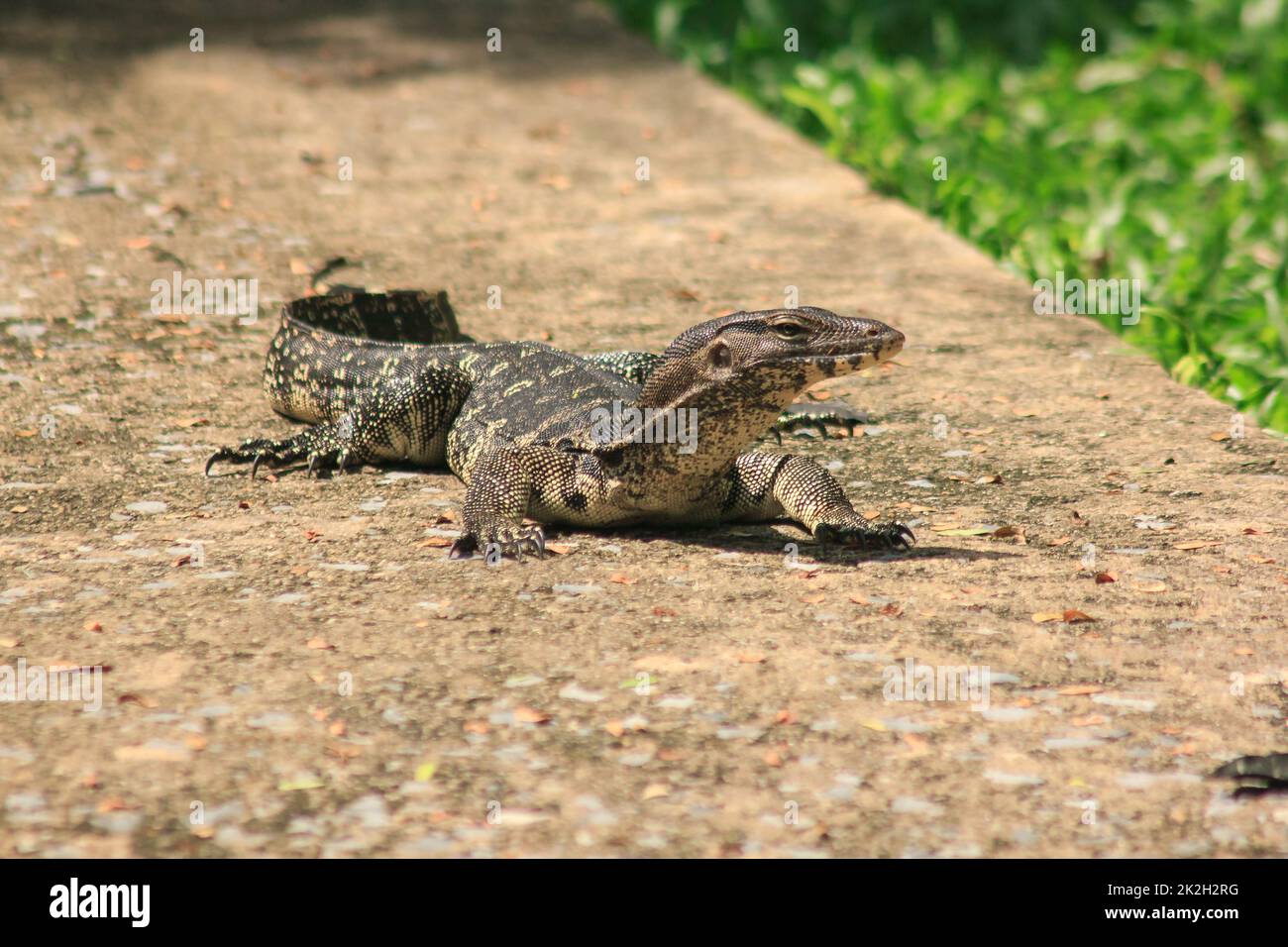Varanus-Salvator, der auf dem Boden läuft. Ist ein Reptil in Südostasien Stockfoto