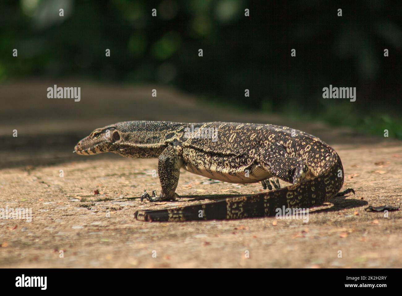 Varanus-Salvator, der auf dem Boden läuft. Ist ein Reptil in Südostasien Stockfoto
