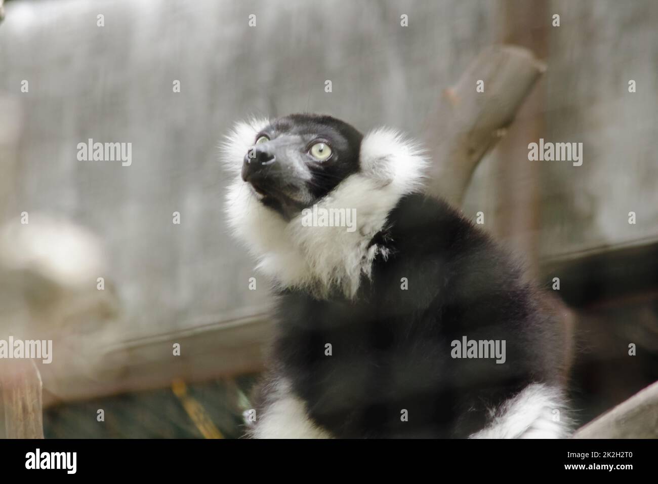 Ruffed Lemur ist ein Säugetier. Ist ein buntes Tier, das einen schwarzen Körper abwechselnd mit weißem hat Stockfoto