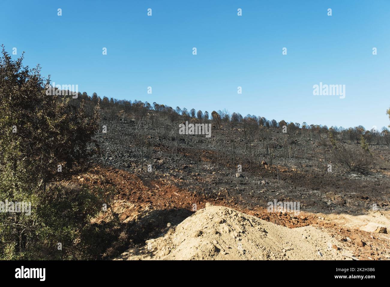 Nach dem Waldbrand am Standort Derya, Seferihisar Doganbey Turkey, verbrannten Bäume im Rahmen. Stockfoto