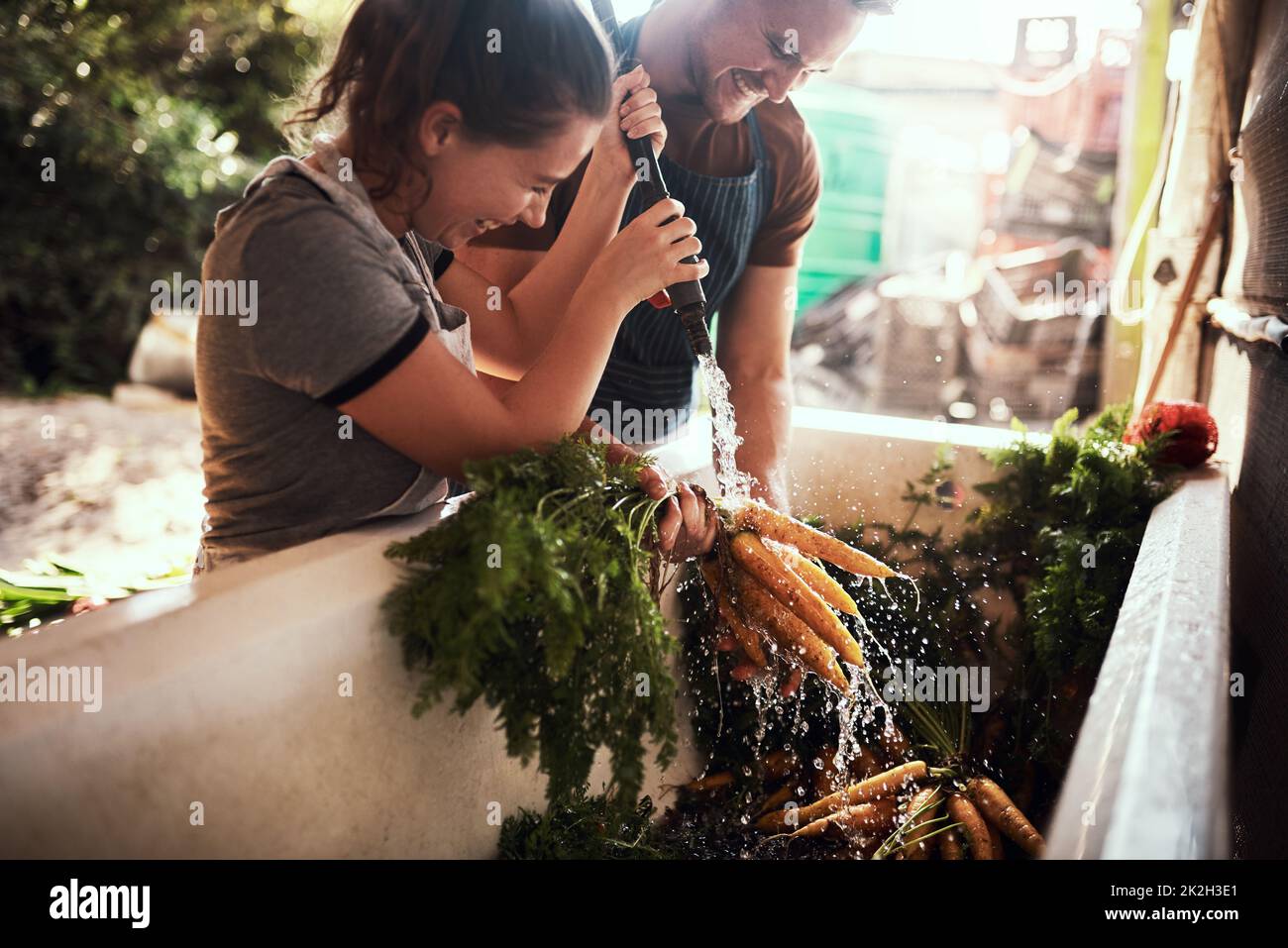 Überschüssige Erde und Bakterien abwaschen. Aufnahme eines glücklichen jungen Paares, das auf seiner Farm einen Haufen frisch gepflückter Karotten putzt und zubereitet. Stockfoto