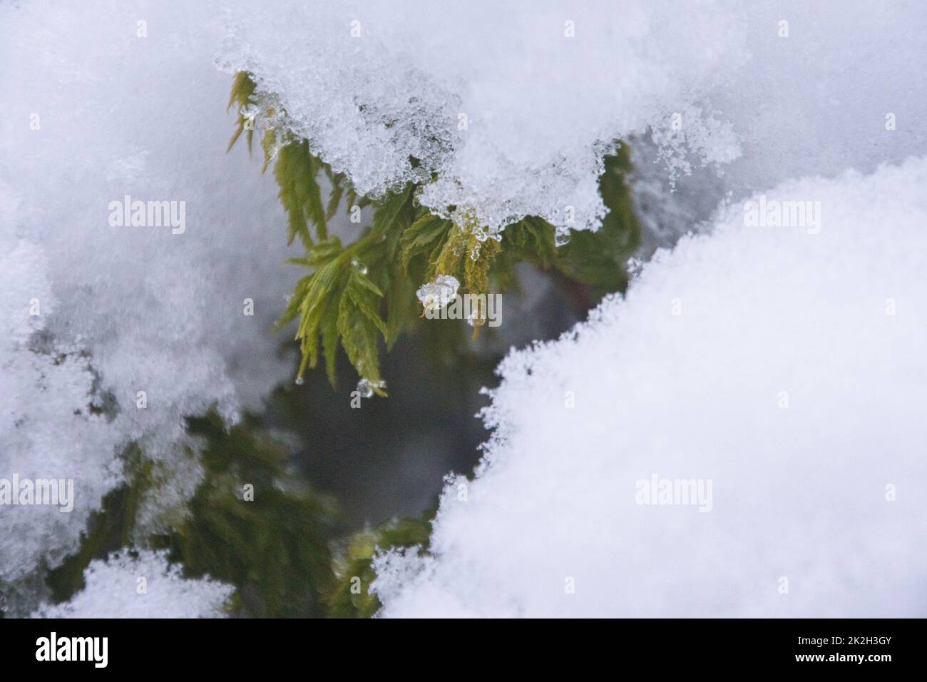 Japanisches Acer Im Schnee Stockfoto