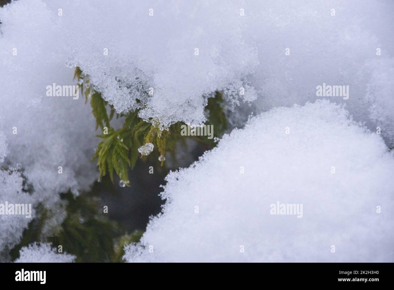 Japanisches Acer Im Schnee Stockfoto