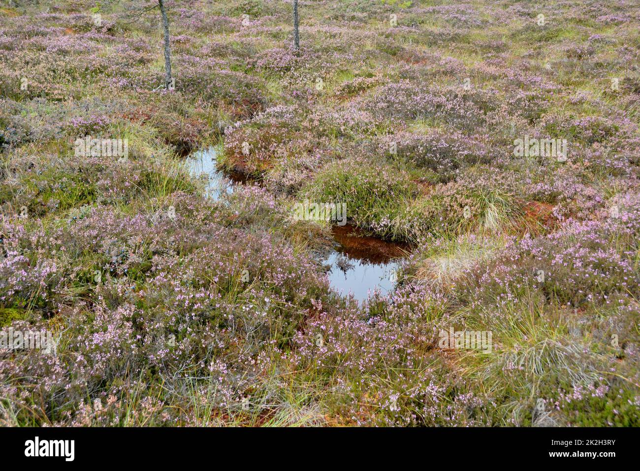 Wasser im Sumpfaugen und Heidekraut Stockfoto