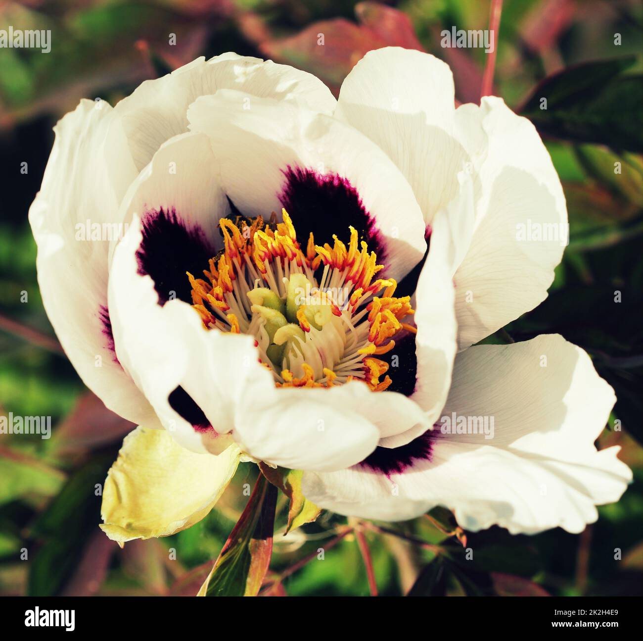 Bloossom der weißen Pfingstrose Blume - Paeonia suffruticosa Stockfoto