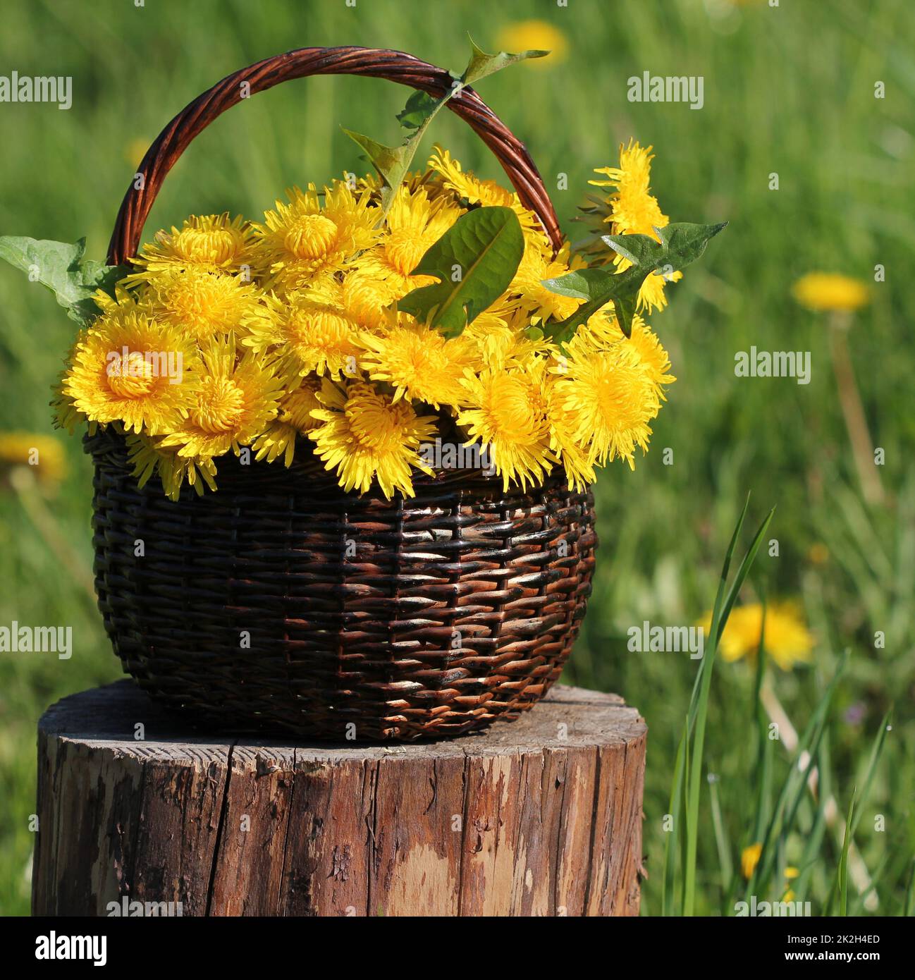 Löwenzahn Blume in Korb Stockfoto
