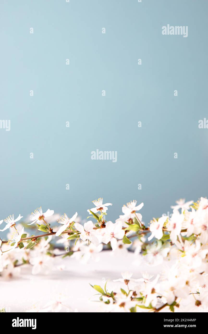 Frühlingshintergrund mit wunderschönen weißen Blütenzweigen. Natur Pastellblauer Hintergrund, blüht zarte Blumen. Frühling Stockfoto