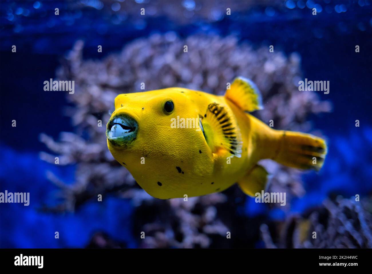 Gelber Goldpuffer Guineafowl Kugelfisch unter Wasser Stockfoto