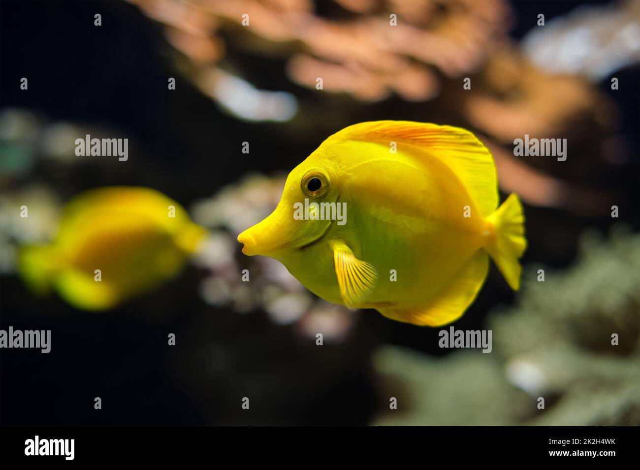 Yellow tang Zebrasoma flavescens Fische unter Wasser im Meer Stockfoto
