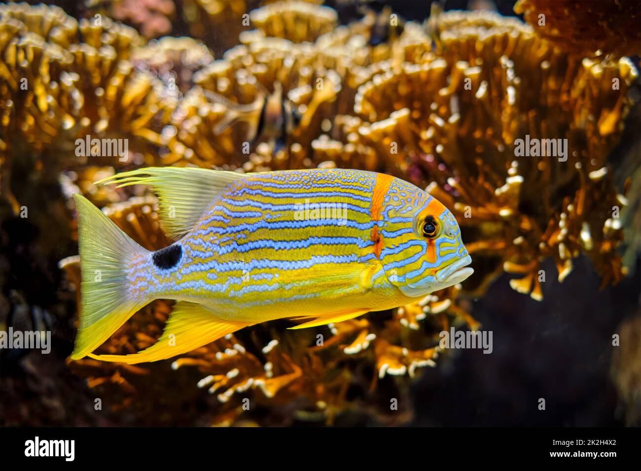 Sailfin Snapper Symphorichthys spilurus blau gesäumte Brassfische unter Wasser im Meer Stockfoto