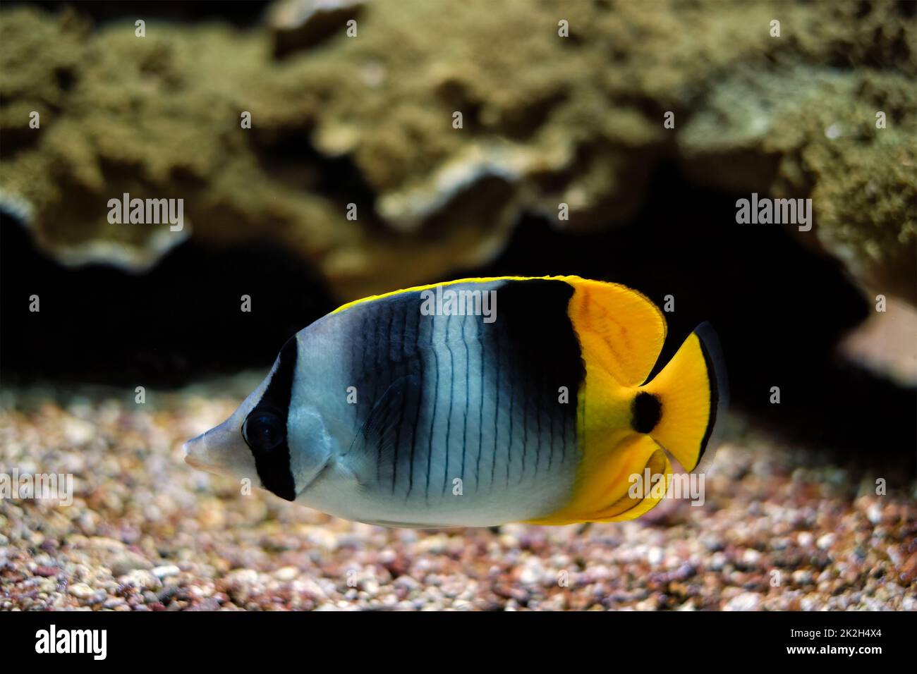 Pazifischer Falterfisch Chaetodon ulietensis fischt unter Wasser im Meer Stockfoto