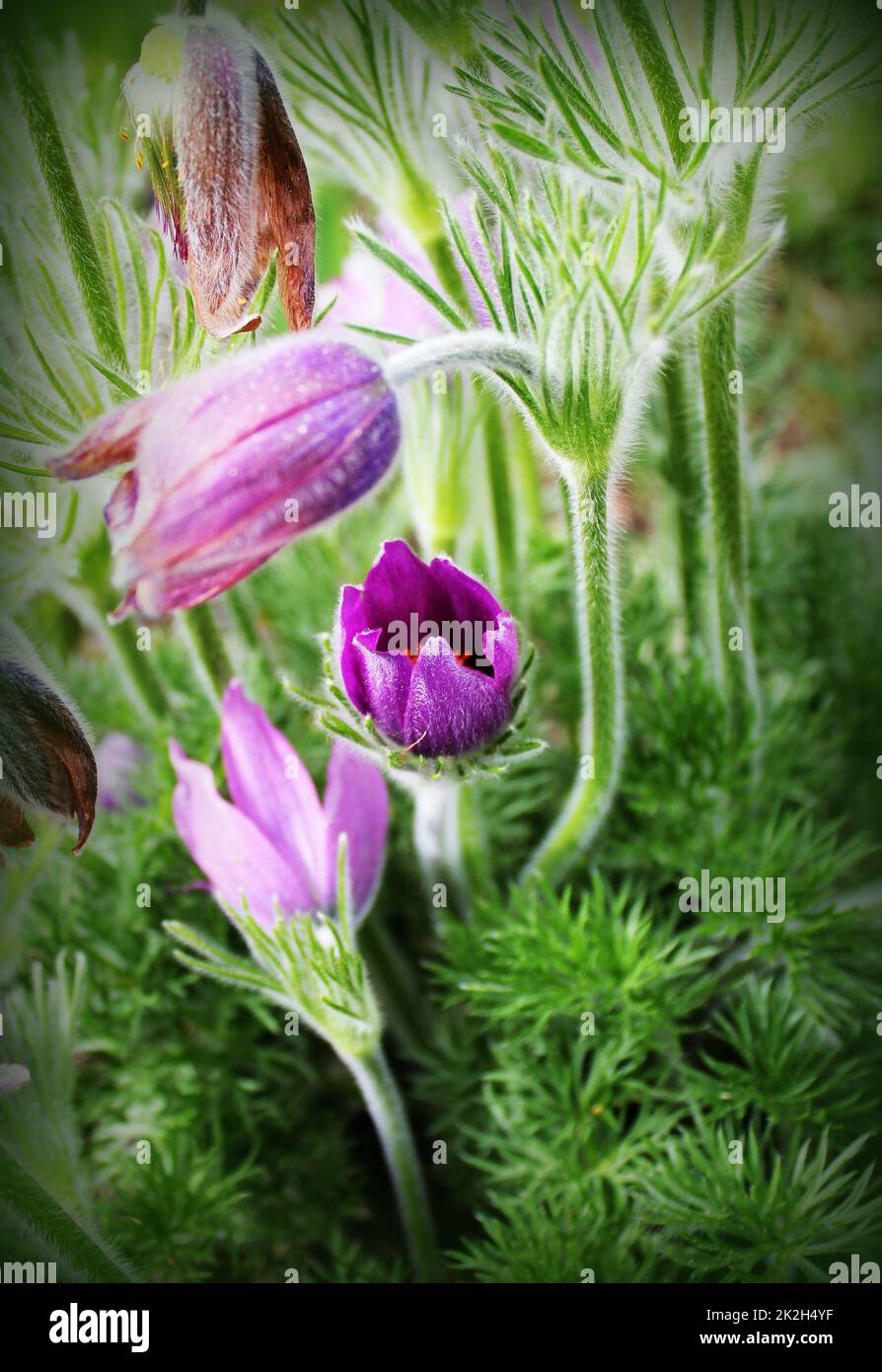 Schöne lila kleinen pelzigen-Kuhschelle. Pulsatilla Grandis. Frühlingsblumen blühen. Stockfoto