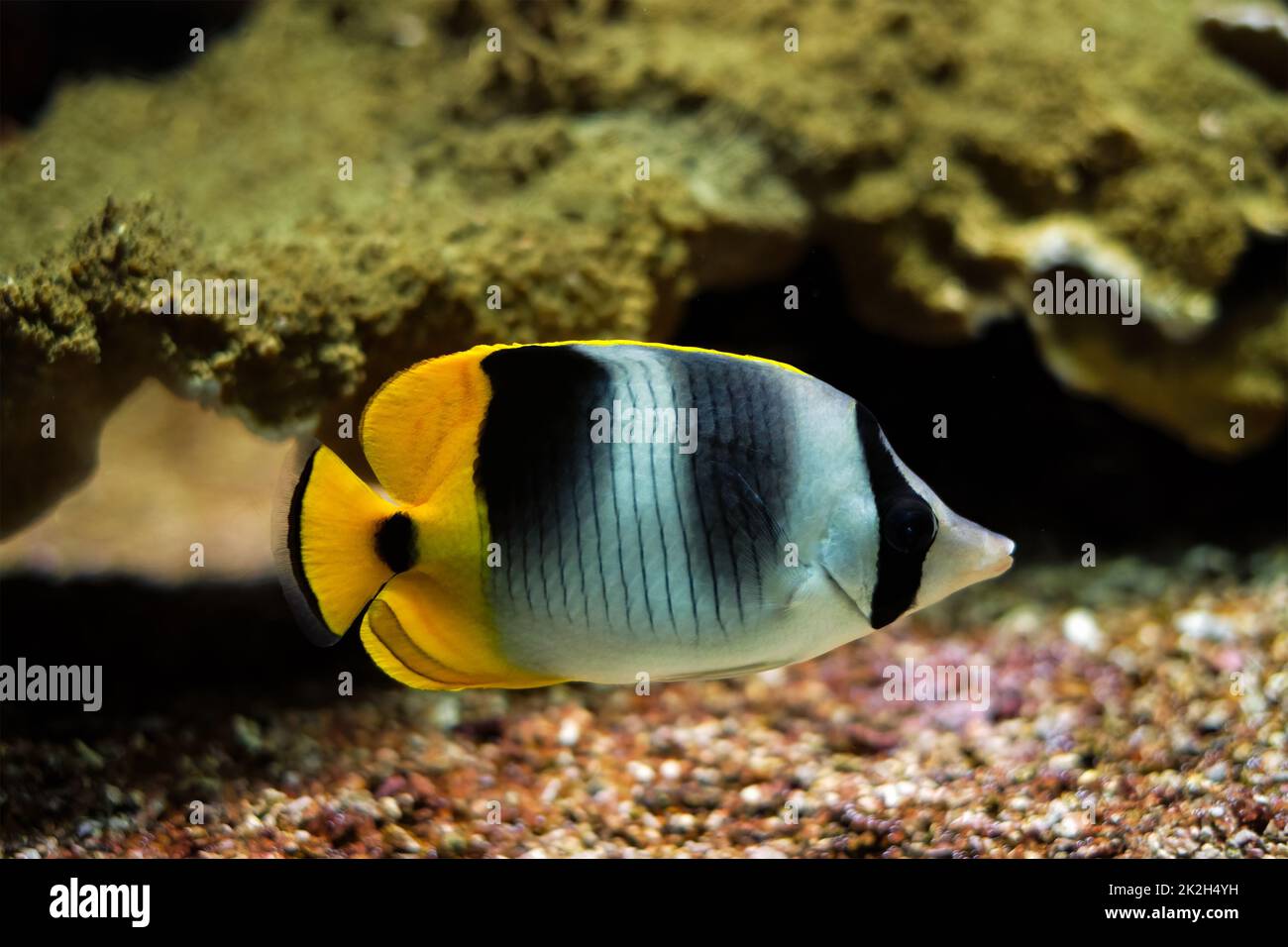 Pazifischer Falterfisch Chaetodon ulietensis fischt unter Wasser im Meer Stockfoto