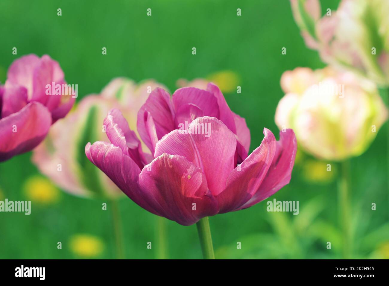 Frühlings-Hintergrund mit rosa Tulpe wachsen im Garten Stockfoto