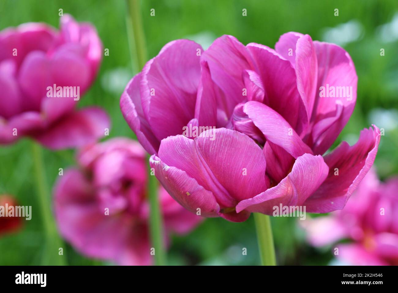Frühlings-Hintergrund mit rosa Tulpe wachsen im Garten Stockfoto