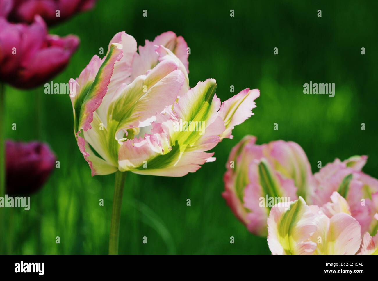 Frühlings-Hintergrund mit rosa Tulpe wachsen im Garten Stockfoto