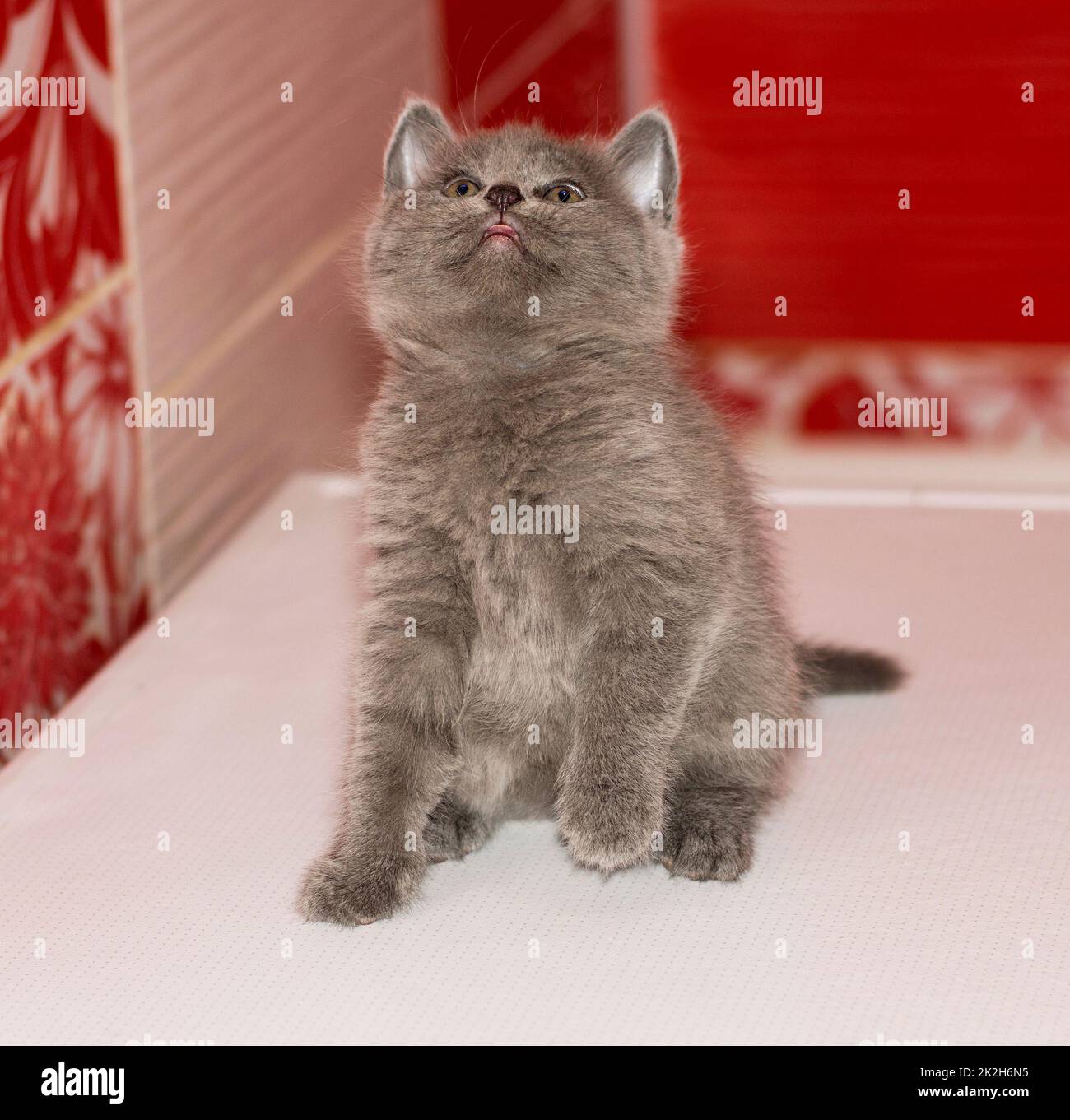 schottisches, verspieltes, graues Kätzchen, das im Badezimmer sitzt Stockfoto
