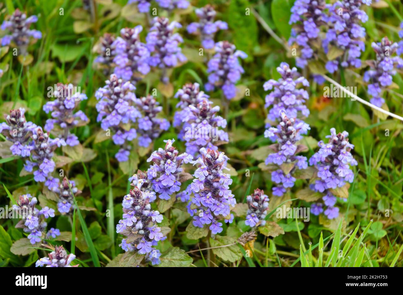 Ajuga reptans, violette Pflanze bekannt als bugle, blue bugle, bugleherb, bugleweed, carpetweed, Teppich bugleweed, und gemeinsame bugle Stockfoto