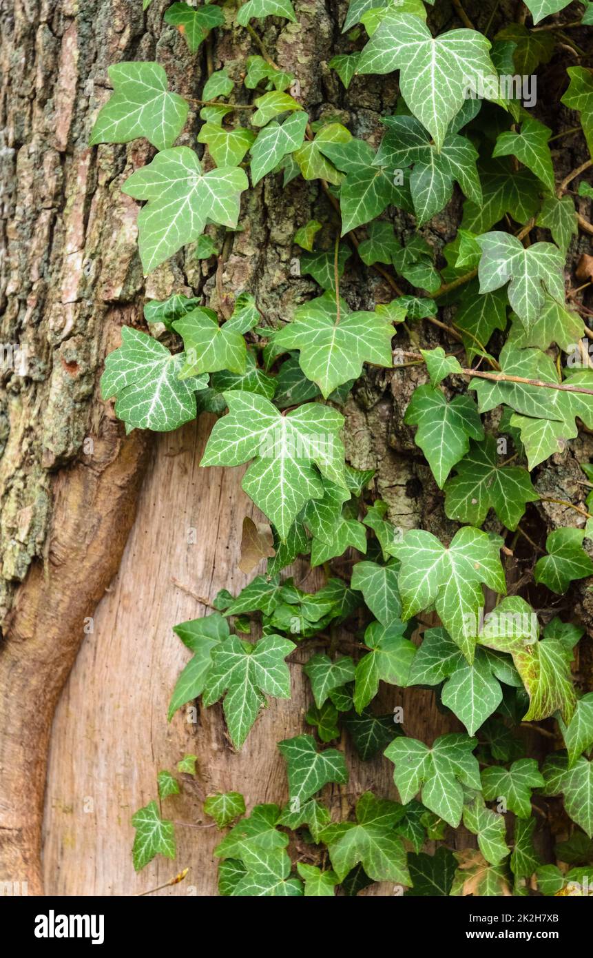 Hedera Helix, gewöhnlicher Efeu, der auf einem Baumstamm im Wald wächst Stockfoto