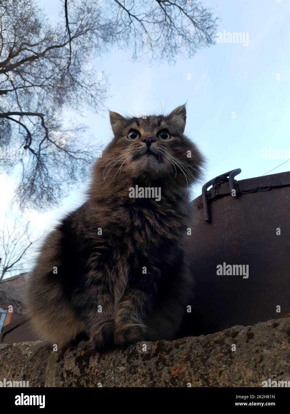 Eine Landkatze auf einer Betonattrappe Stockfoto