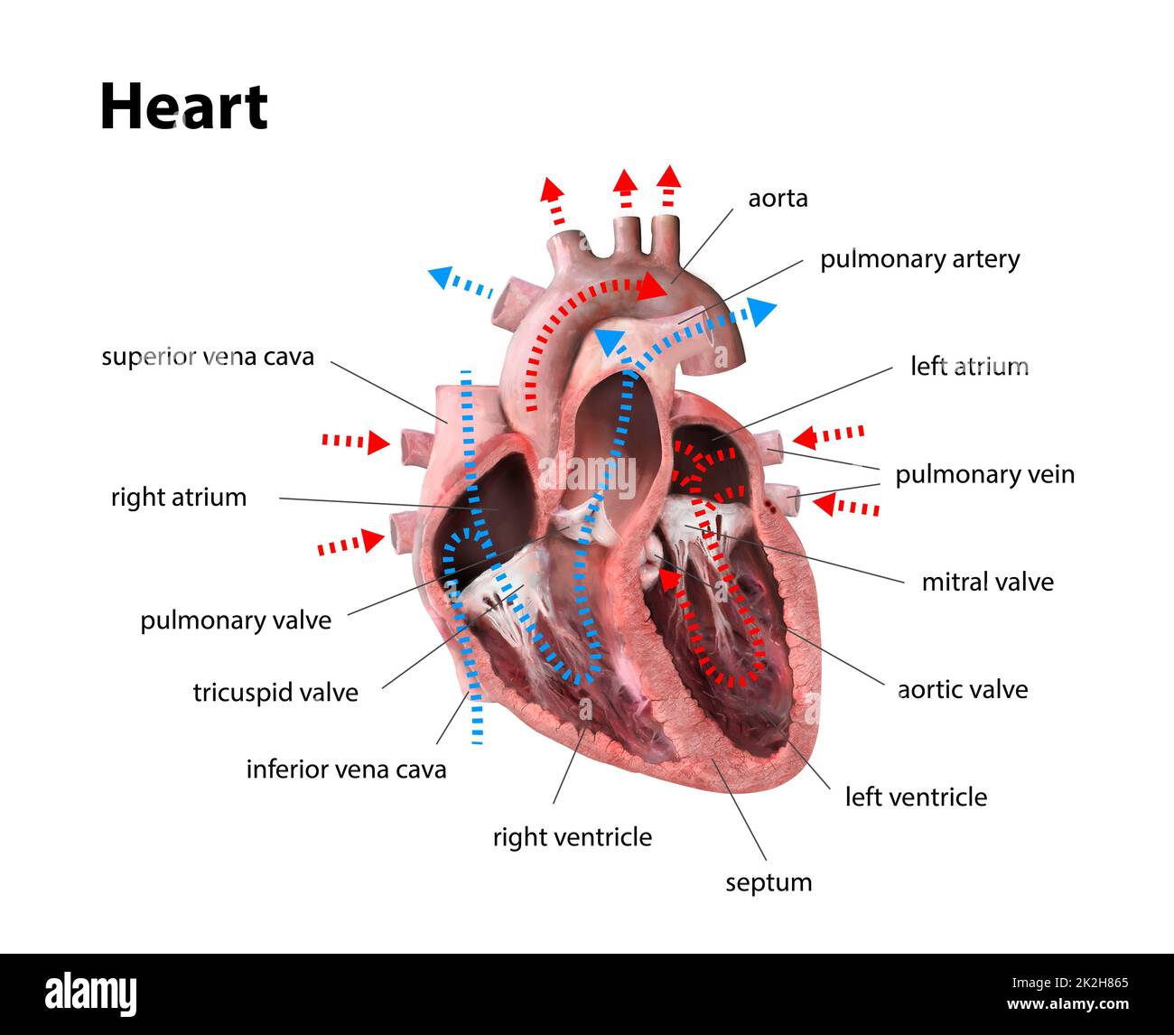 Die Anatomie des menschlichen Herzens. Schulungsdiagramm, das den Blutfluss mit markierten Hauptteilen zeigt. Abbildung 3D: Rendern Stockfoto