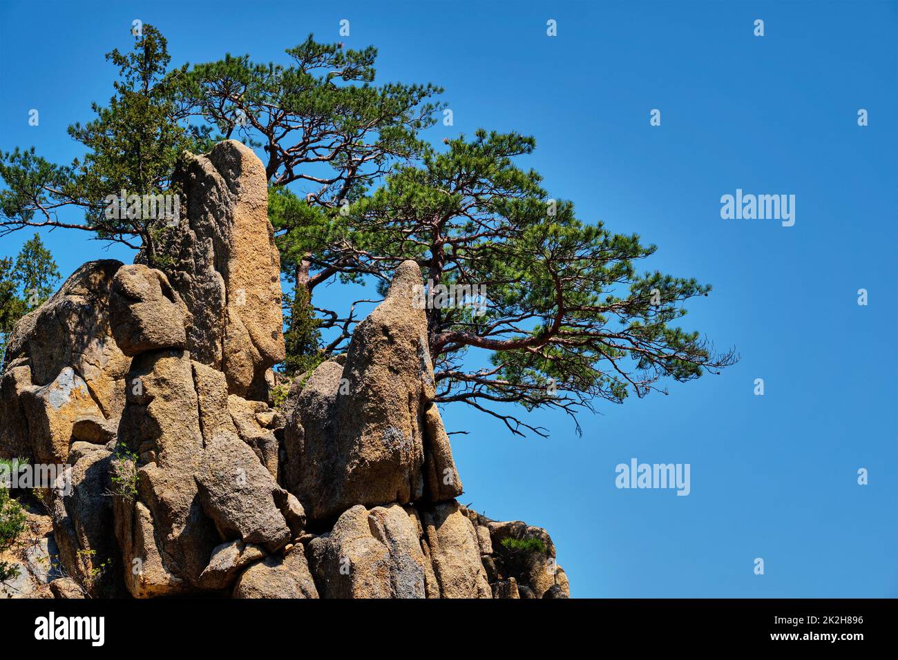 Pine Tree und Rock Cliff, seoraksan Nationalpark, Südkorea Stockfoto