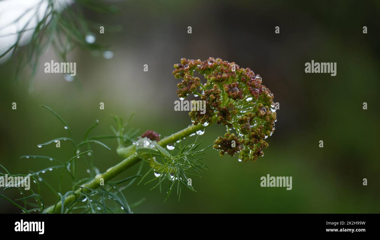 Nahaufnahme des Riesen Fenchel Ferula communis in Israel Stockfoto