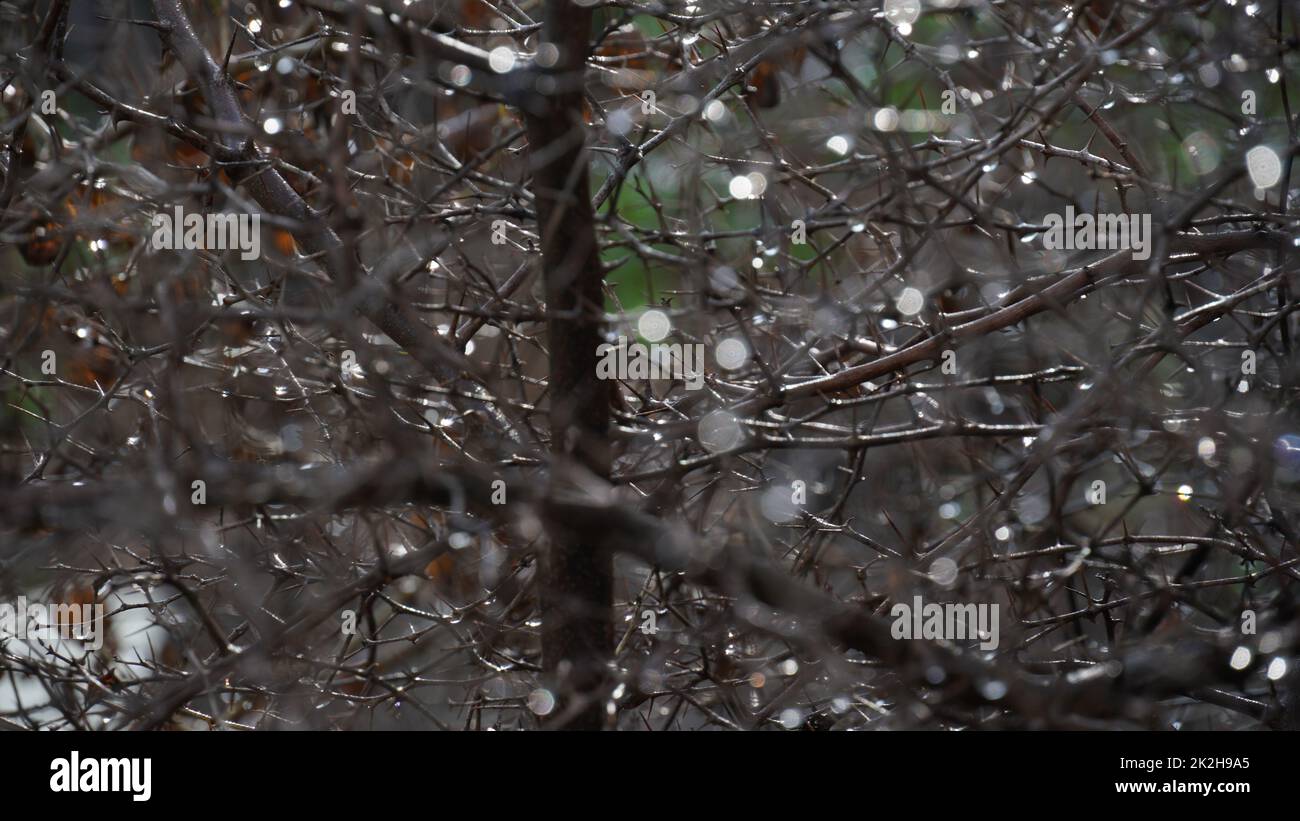 Morgentau auf nackten Zweigen des Ziziphus Lotus, einem kleinen Laubbaum. Bokeh-Effekt Stockfoto