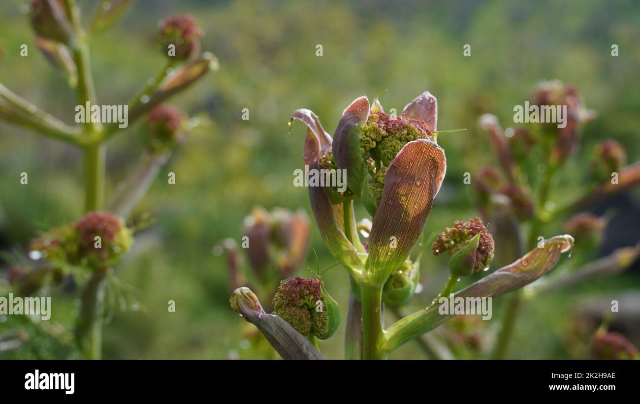 Nahaufnahme des Riesen Fenchel Ferula communis in Israel Stockfoto