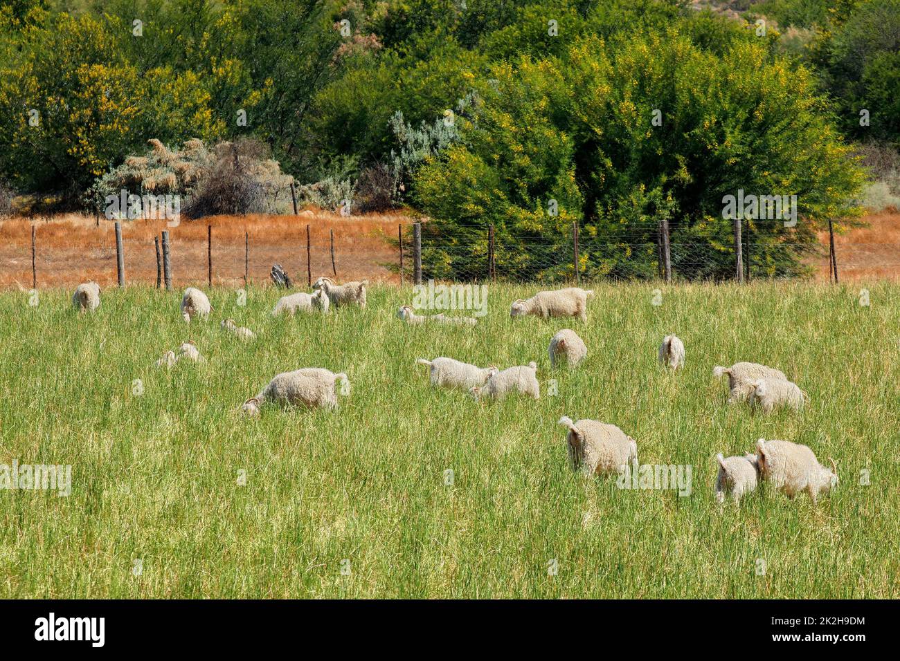 Angora-Ziegen, die auf der Weide weiden Stockfoto
