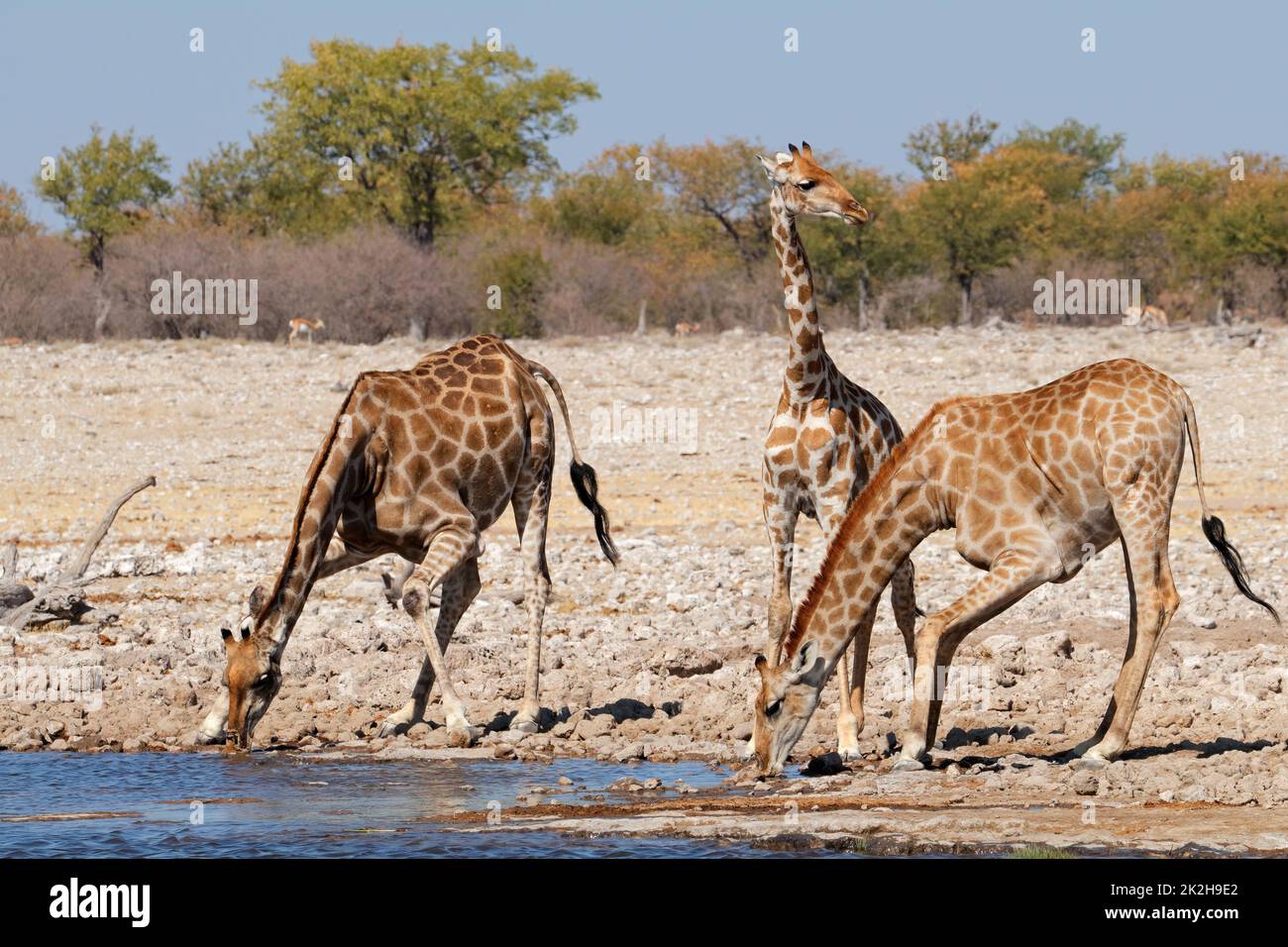 Giraffen Trinkwasser - Etosha-Nationalpark Stockfoto