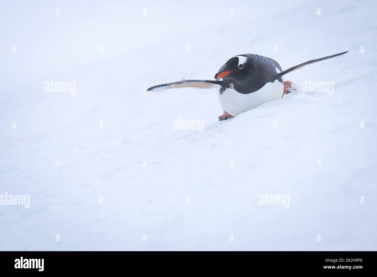 Gentoo Penguin Body Surfen auf verschneiten Hängen Stockfoto