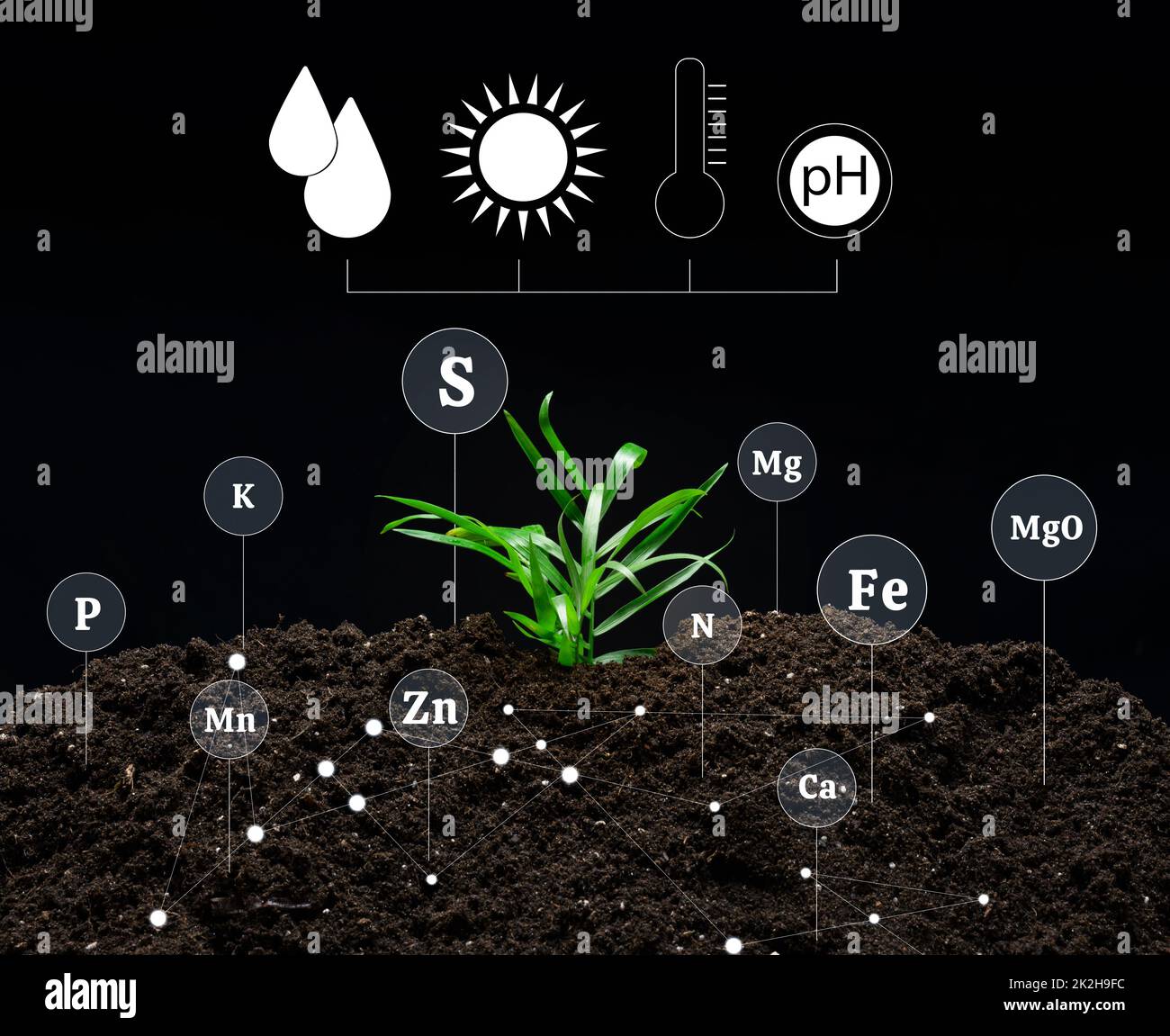 Bodenqualitätskontrolle, Düngung mit Mineralien während des Anbaus von landwirtschaftlichen Pflanzen. Grün sprießt auf fruchtbarem Boden. Stockfoto