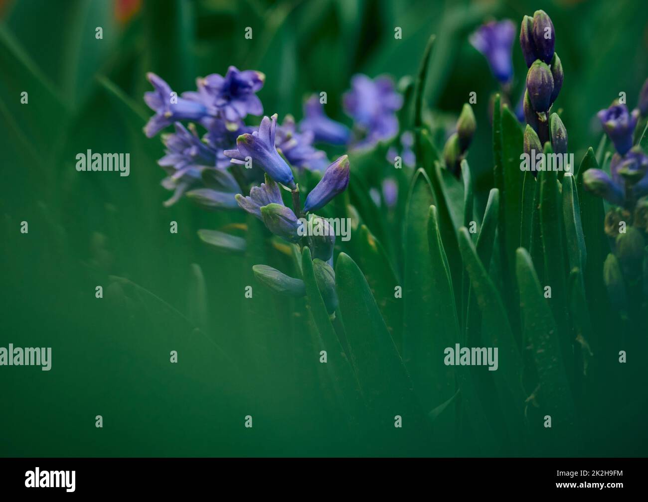 Blühende blaue Hyazinthe im Garten an einem sonnigen Nachmittag im Sommer, selektiver Fokus Stockfoto