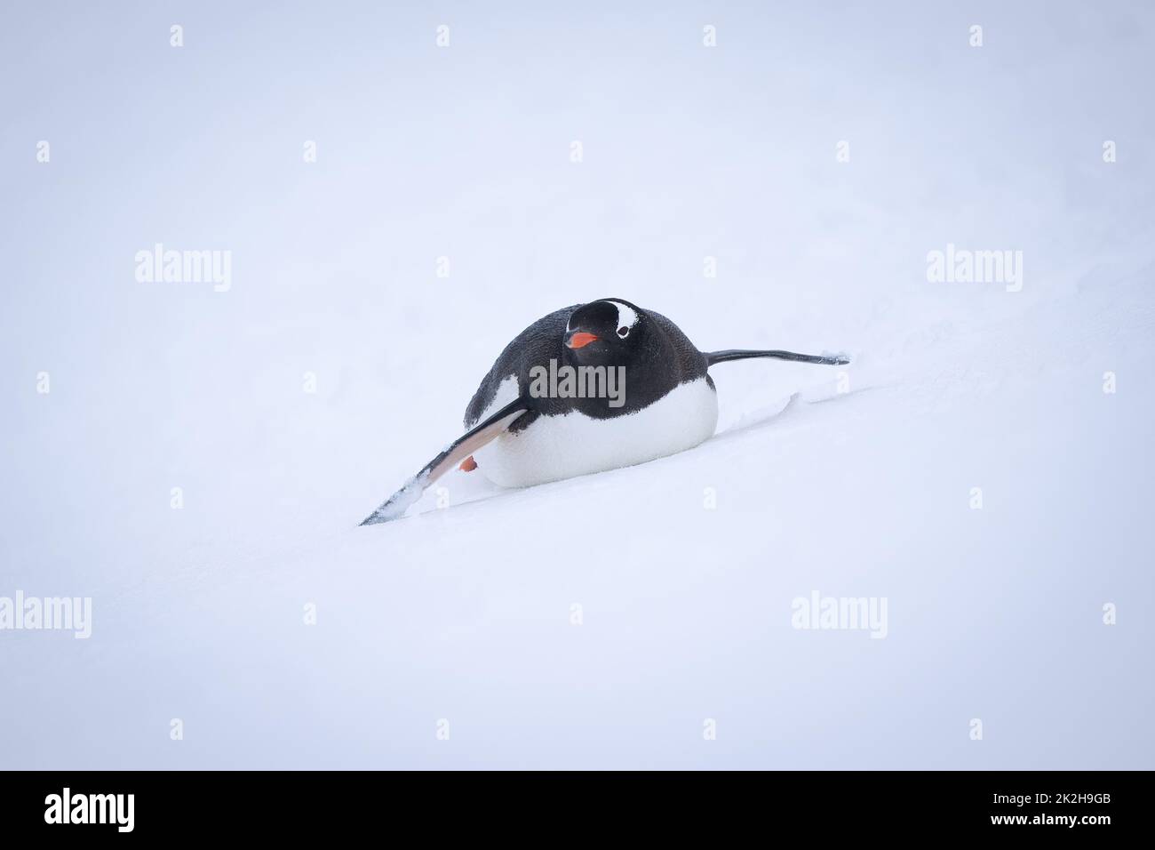 Gentoo Pinguin Körper surft auf verschneiten Hügeln Stockfoto