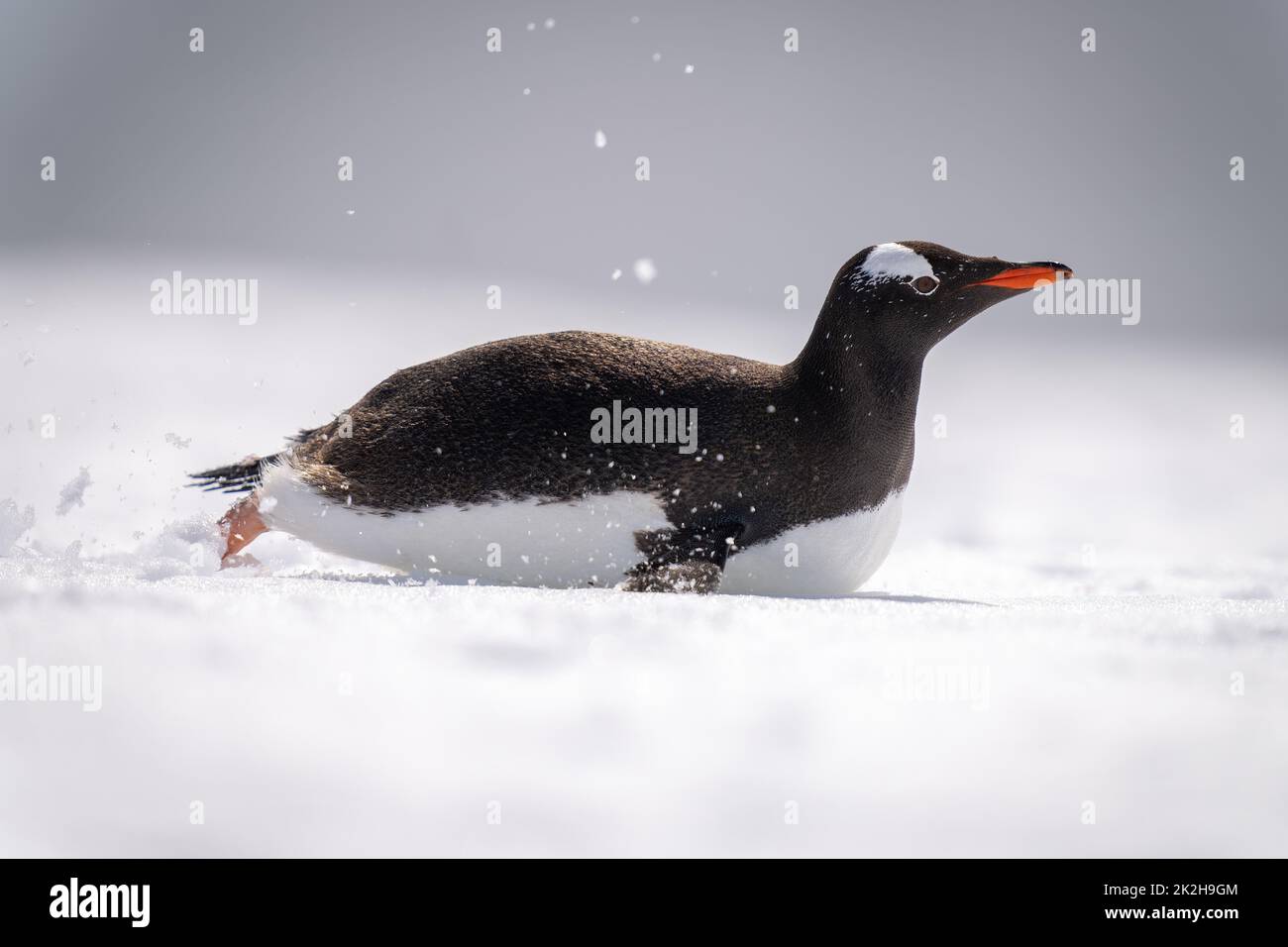 Der Körper des Pinguins von Gentoo surft über sonnenbeschienenen Schnee Stockfoto