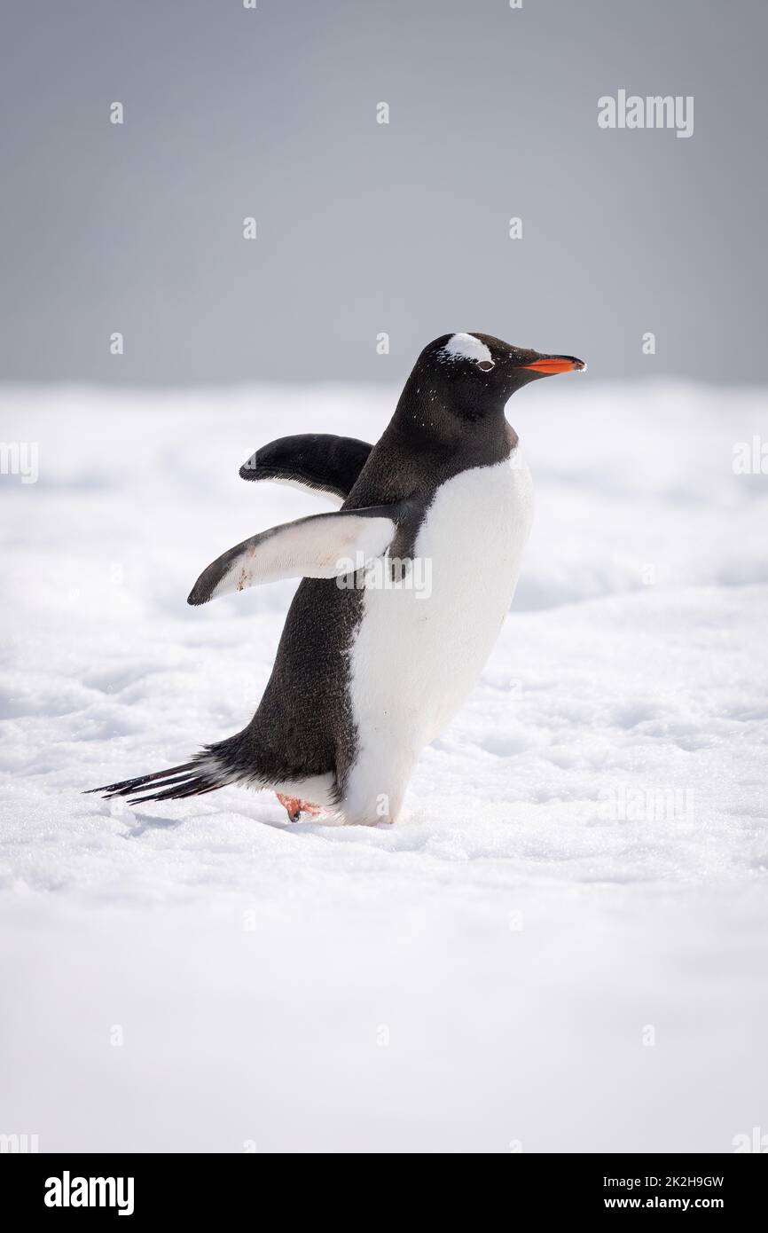 Gentoo-Pinguin überquert Schnee und hält Flossen aus Stockfoto