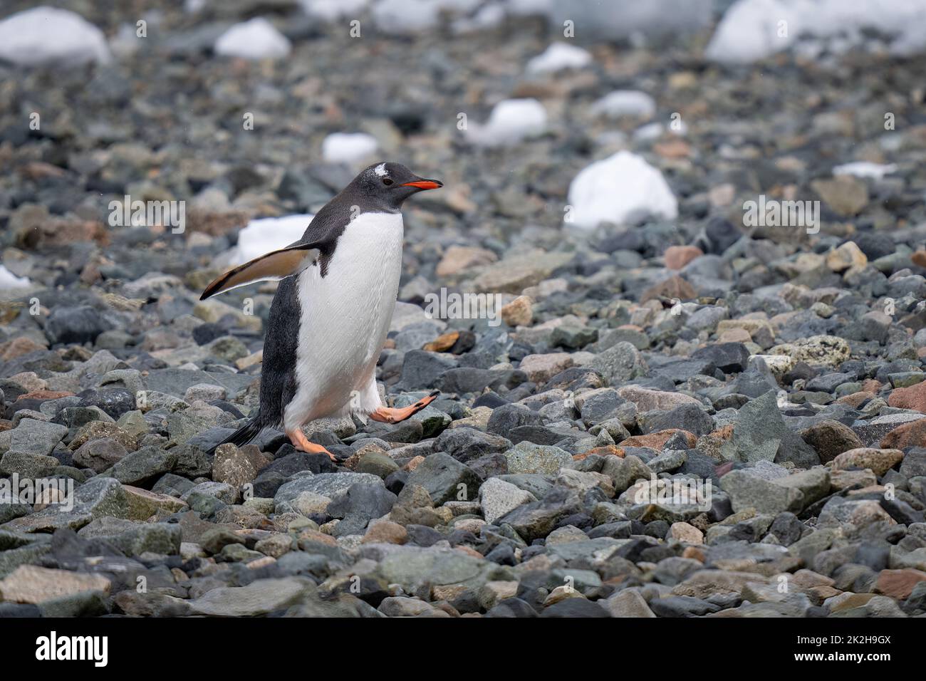 Gentoo Pinguin überquert felsigen Strand Lifting Fuß Stockfoto