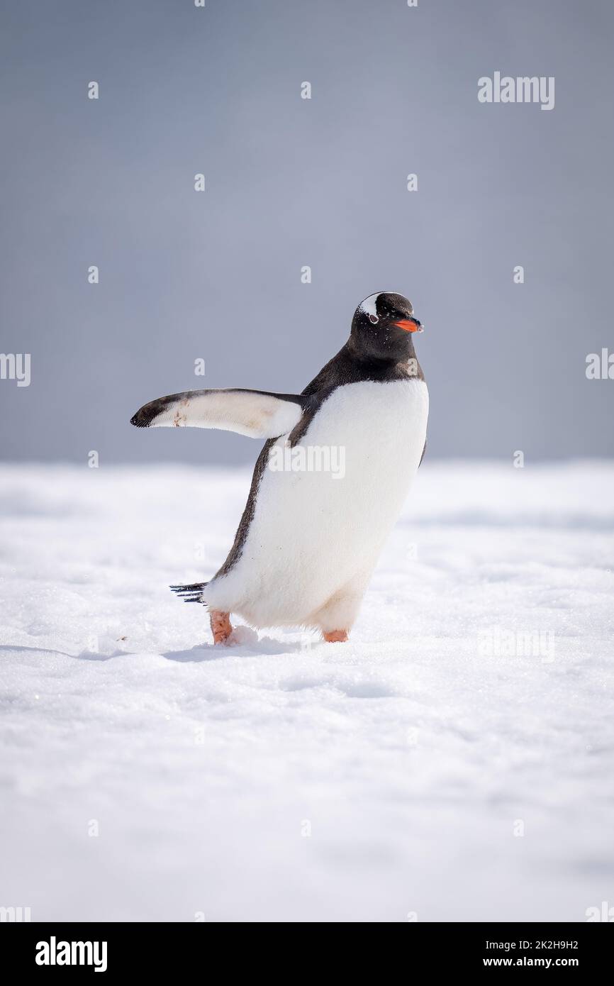 Gentoo-Pinguin überquert Schnee und hält den Flipper aus Stockfoto