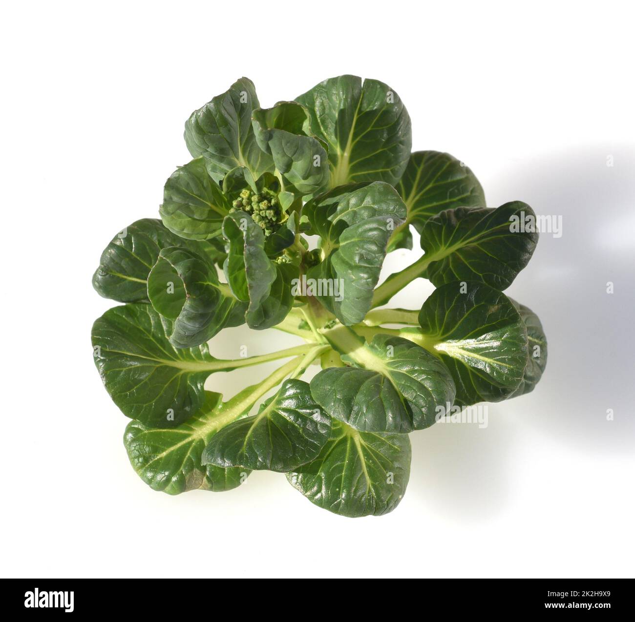 Asiatischer Salat, Grüner Junge Stockfoto