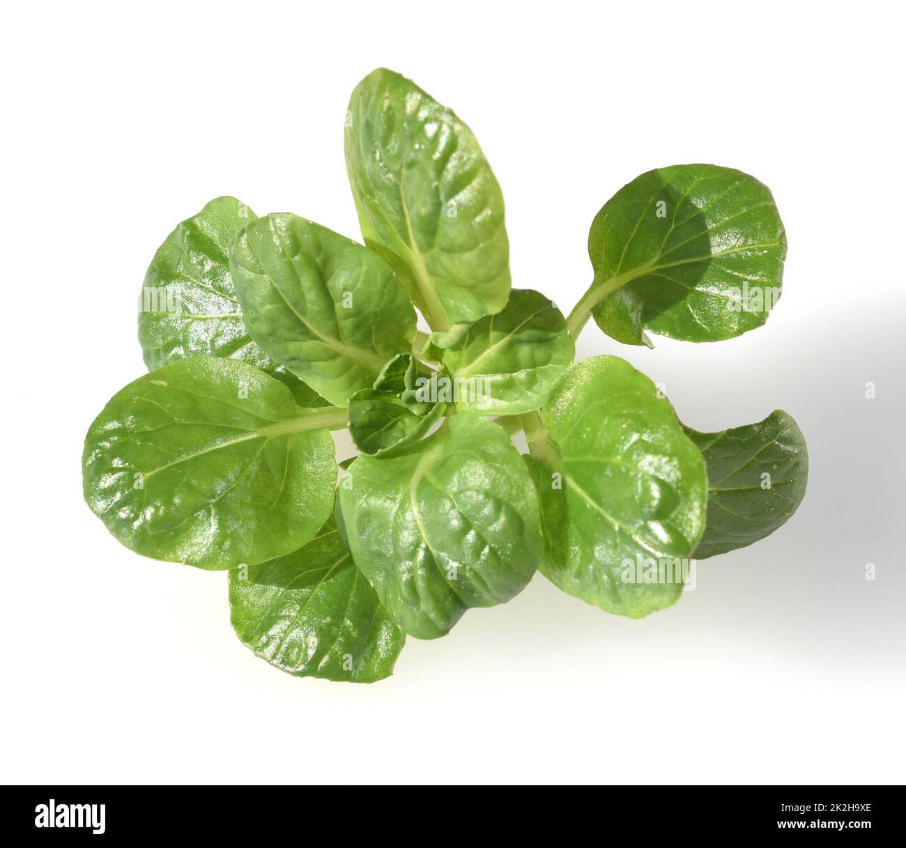 Asiatischer Salat, Grüner Junge Stockfoto