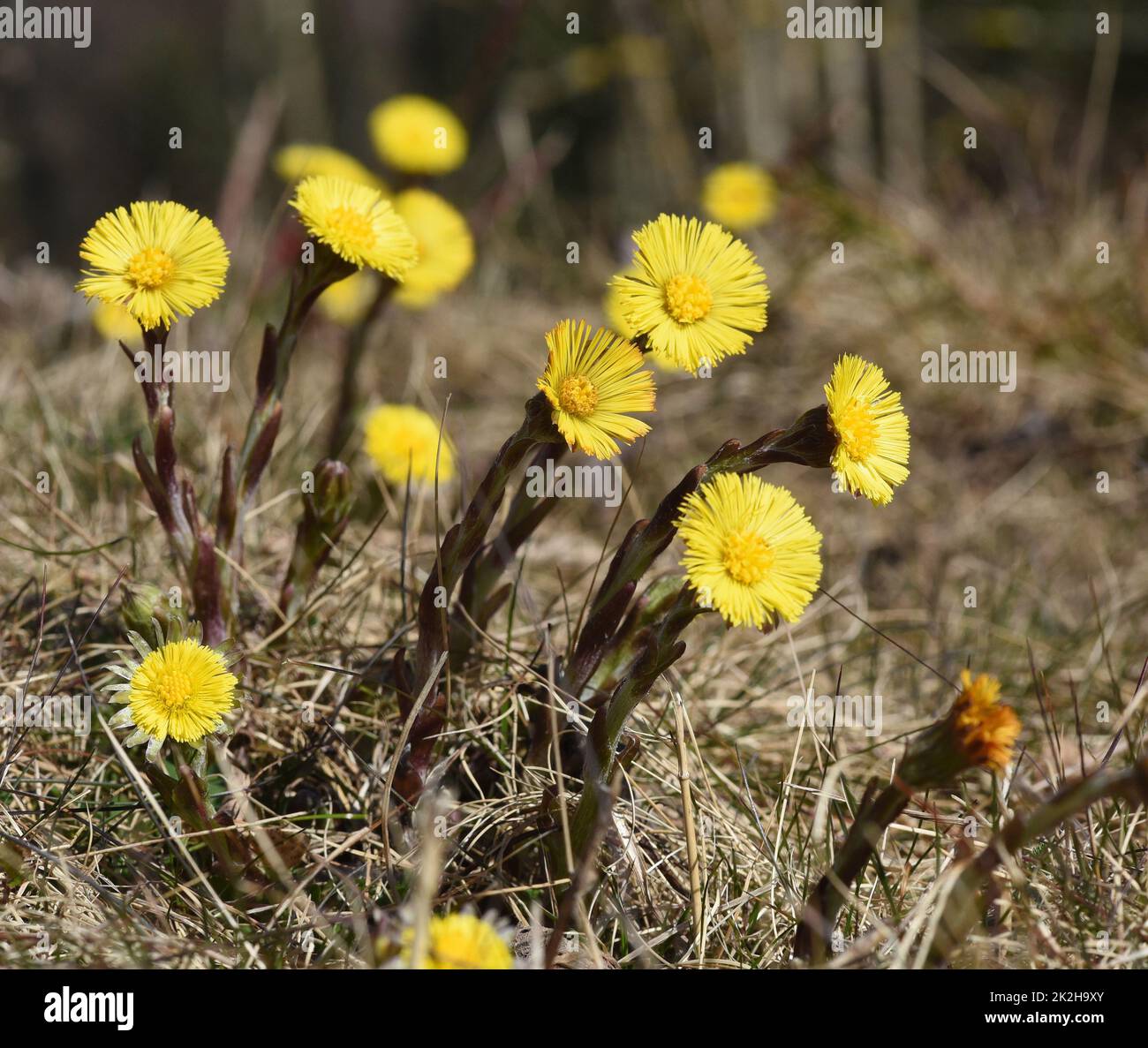 Coltsfoot, Tussilago Farfara Stockfoto