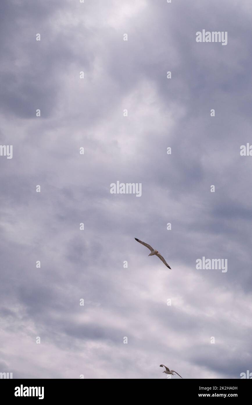 Möwen fliegen am Tag in bewölktem Himmel. möwen fliegen zwischen den Wolken. Stockfoto