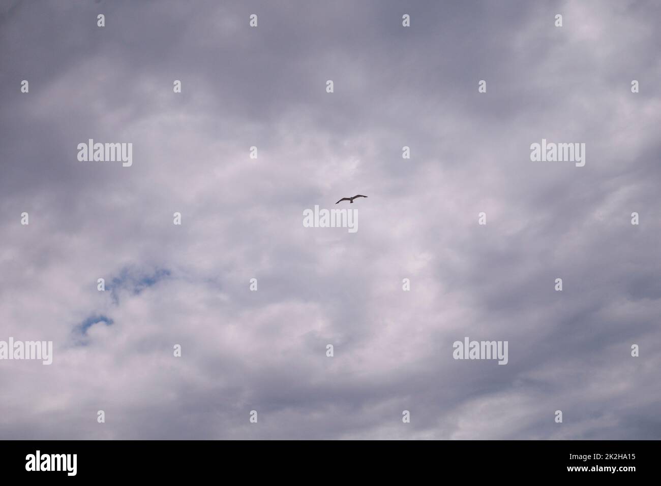 Tagsüber fliegt die Möwe am bewölkten Himmel Stockfoto