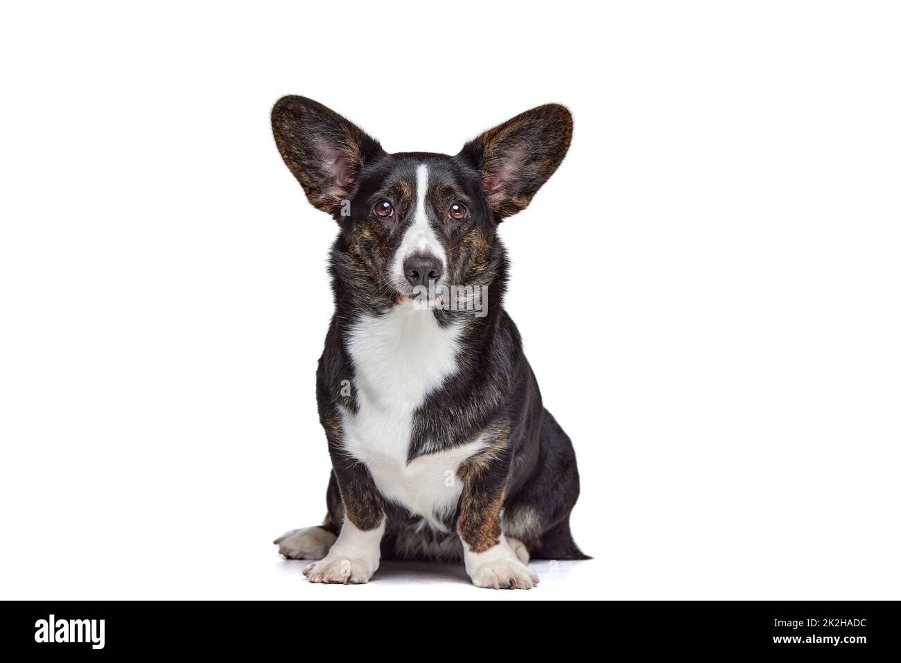 Porträt von weiß-schwarzem Welsh Corgi Cardigan Hund isoliert auf weißem Hintergrund. Konzept von Schönheit, Mode, Show, Tierleben Stockfoto